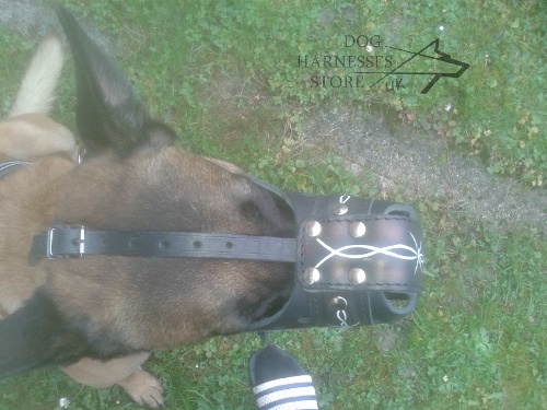 Malinois Muzzle