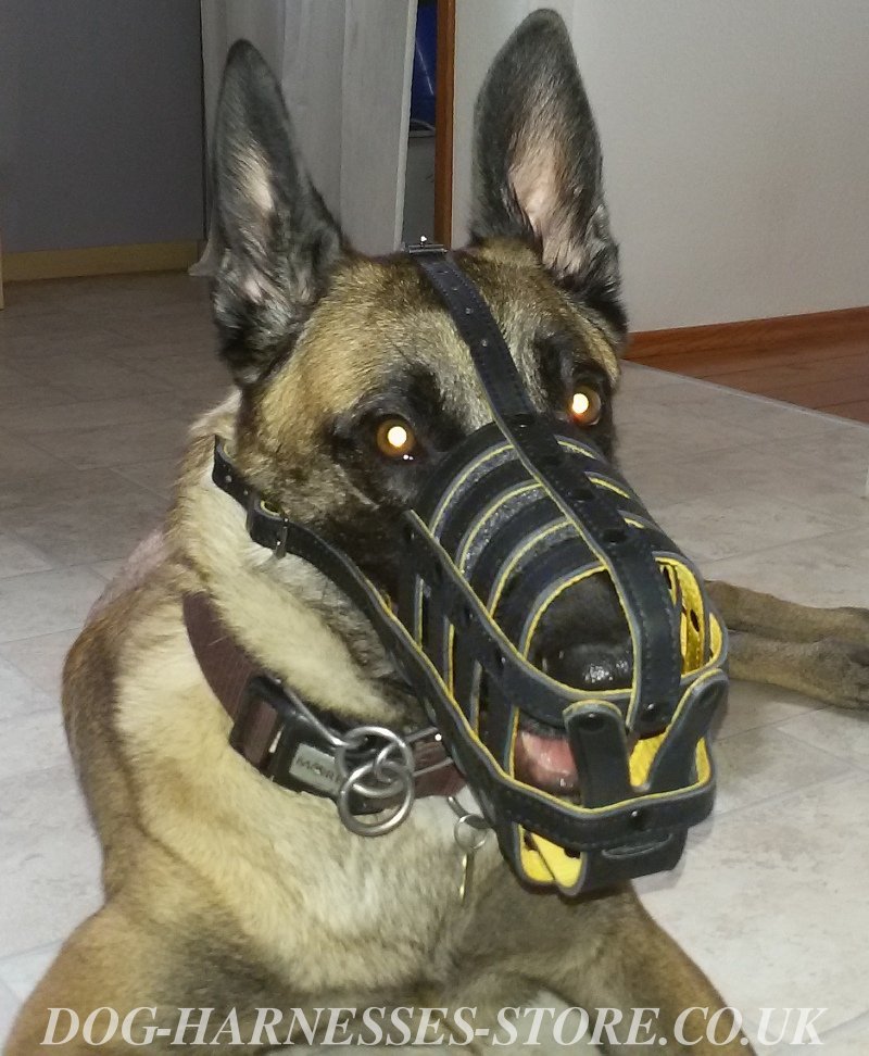 Malinois Muzzle of Nappa Padded Leather £31.05