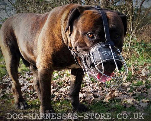 Mastiff Muzzles UK