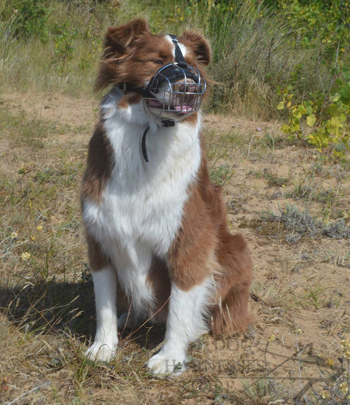 Muzzle for Australian Shepherd