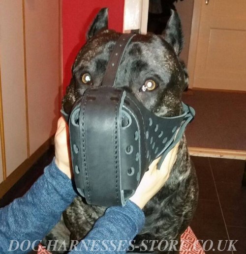 Muzzle for Cane Corso