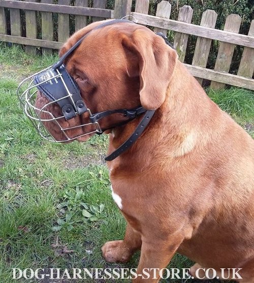 Muzzle for Dogue de Bordeaux UK