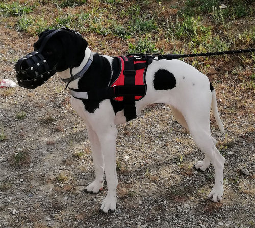 Canine Leather Dog Muzzle