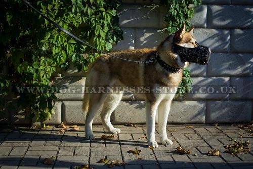 Muzzle for Husky