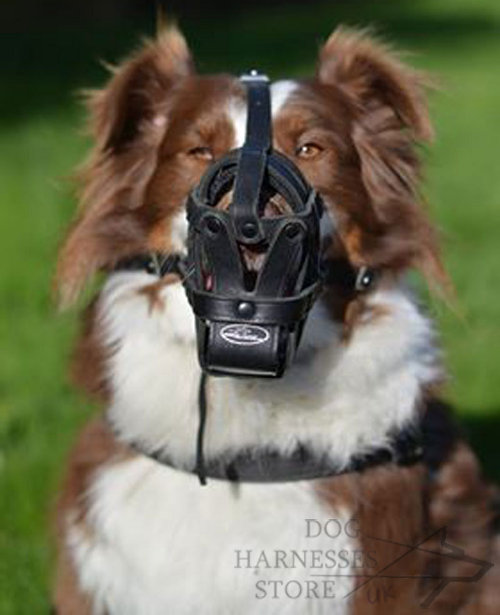 Muzzles for Australian Shepherd