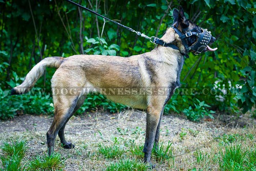 Muzzle for Malinois