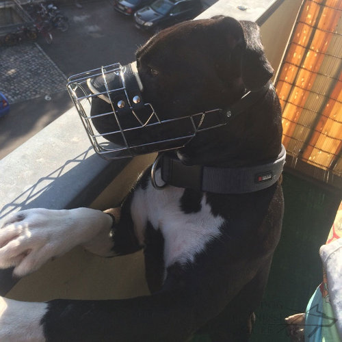 Pitbull Muzzle for Sale