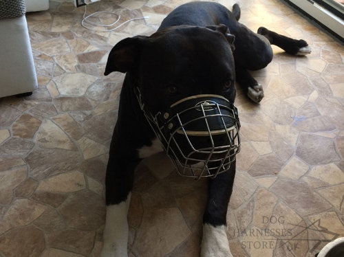 Pitbull Muzzle UK