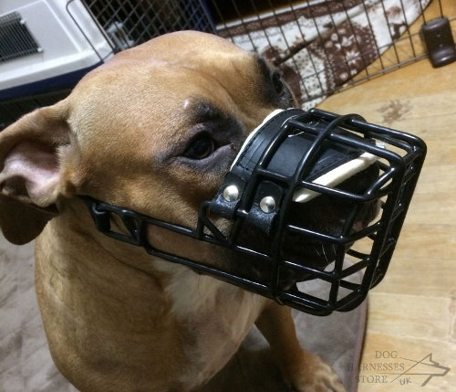 Pitbull Muzzle UK