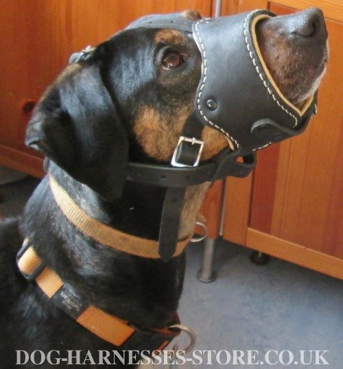 Sabuesco Dog, Muzzle