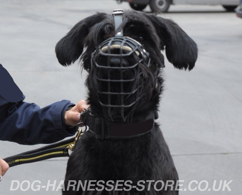 Schnauzer Muzzles