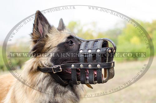 Tervuren Muzzle