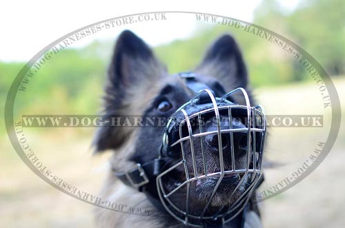 Tervuren Muzzles