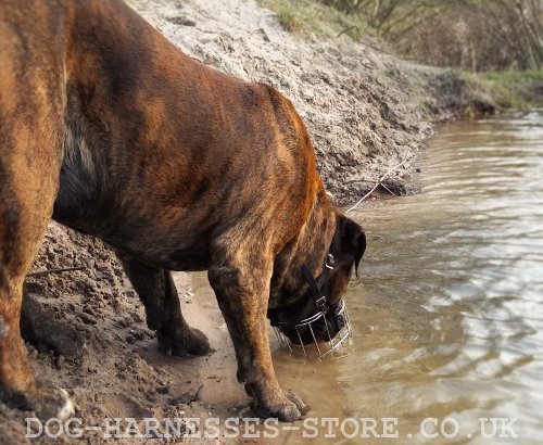 Mastiff Muzzle UK