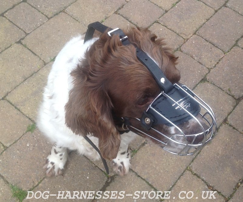 muzzle for springer spaniel