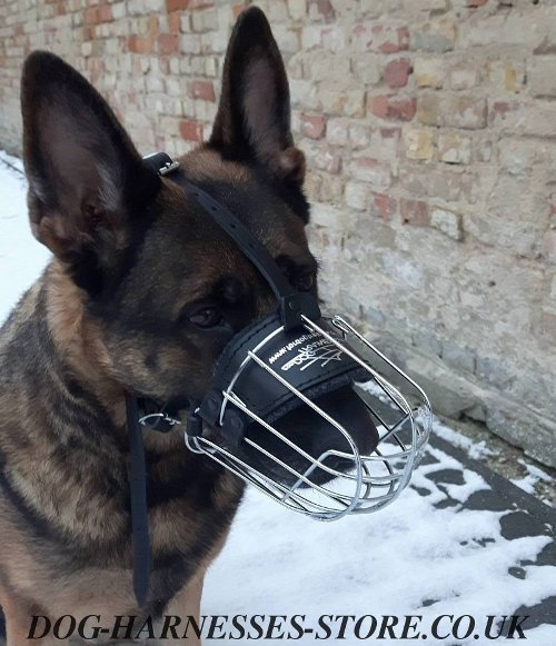 German Shepherd Muzzle