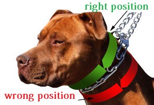 How to Choose Dog Pinch Collar