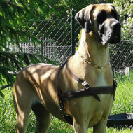 Dog Pulling Harness of Leather for Alano Espanol