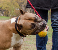 Padded Leather Dog Collar