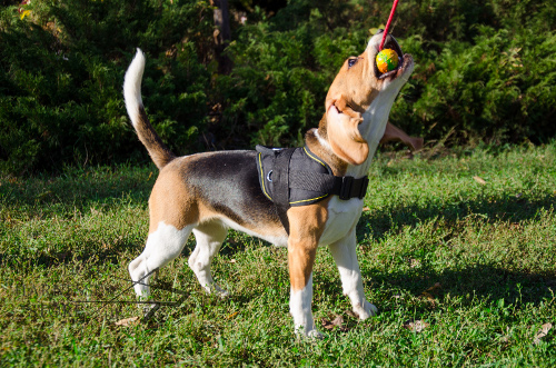 Dog Ball on String