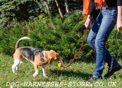 Dog Training Ball on Rope