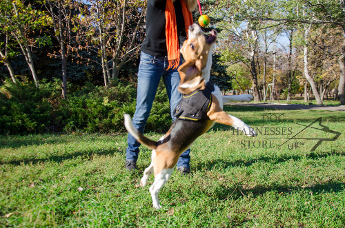 Dog Ball on String