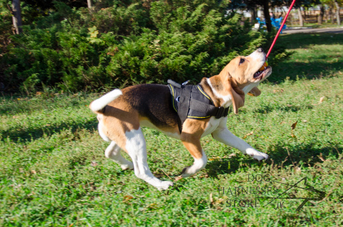 Beagle Toys