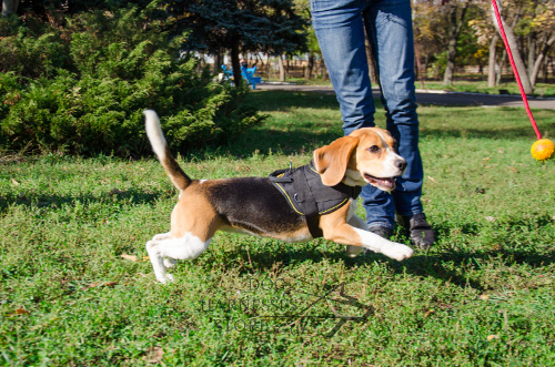 Beagle Toys