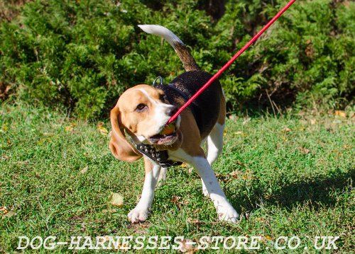 Dog Ball on Long Rope