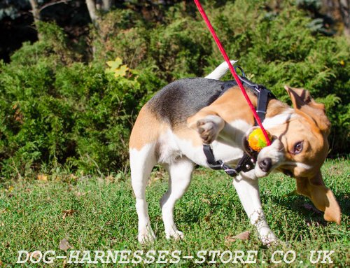 Rubber Ball on Rope Dog Toy