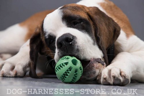 Dental Dog Ball