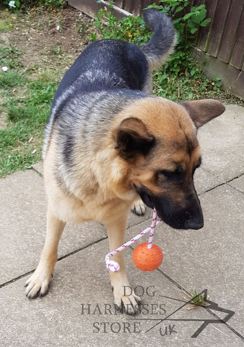 Dog Ball on a String