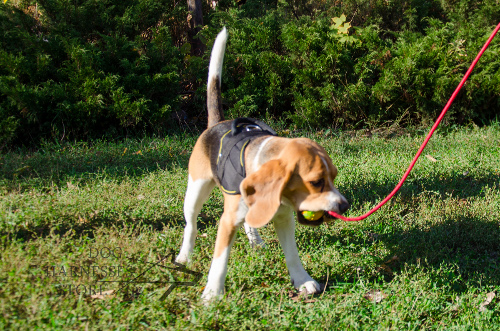 Dog Ball on String