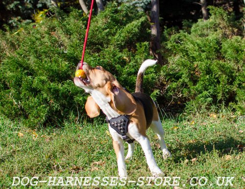 Dog Rubber Ball with Rope