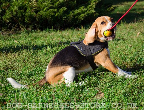 Dog Toy Ball on String