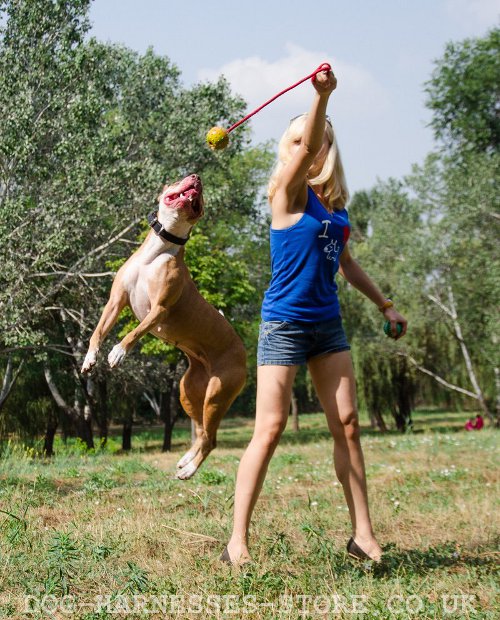 Dog Training Ball UK