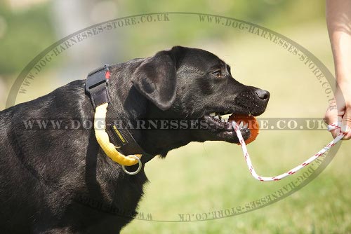 Nylon Dog Collar Handle