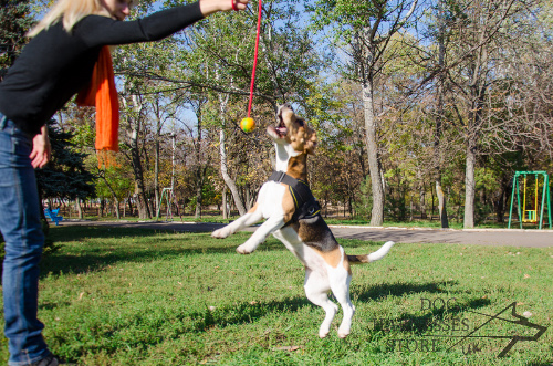 Beagle Toys