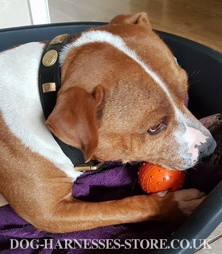 Rubber Dog Ball on Rope