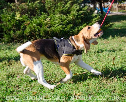 Rubber Dog Ball with Handle