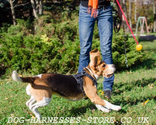 Beagle Coursing