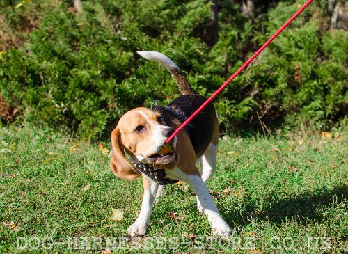 Working Dog Ball on String