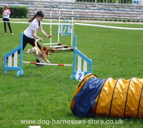 Agility UK