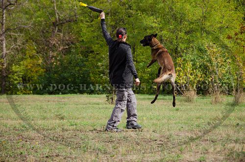 dog home training