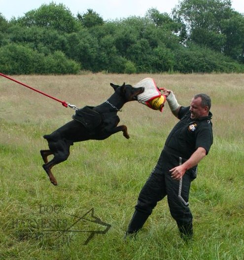 Doberman harness