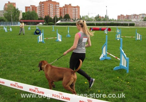 Agility UK