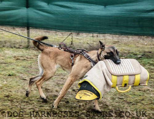 Belgian Malinois Training