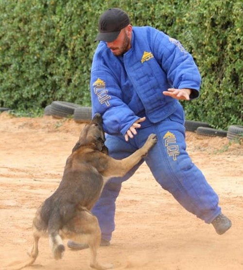 Belgian Ring Sport Bite Suit