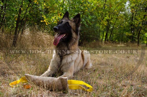 Belgian Tervuren Shepherd, Bite Tug