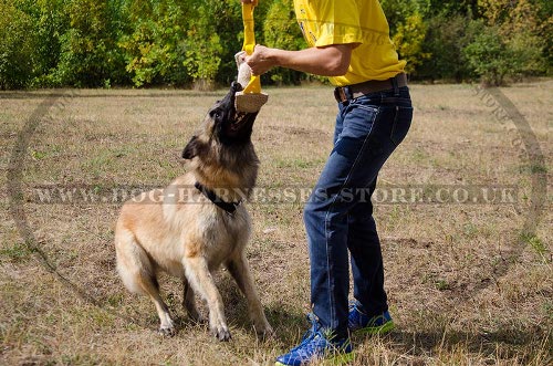 Belgian Tervuren Shepherd Training